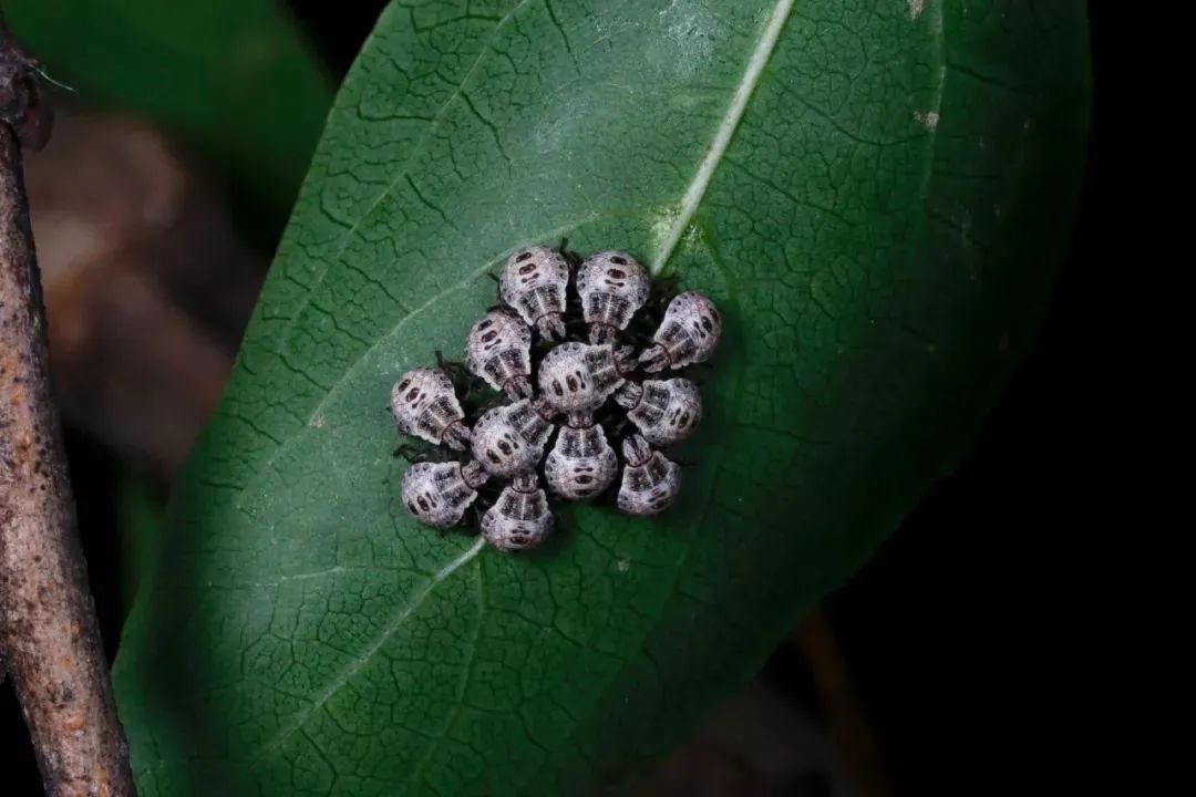 上海的白蚁成群结队，这可怎么办？