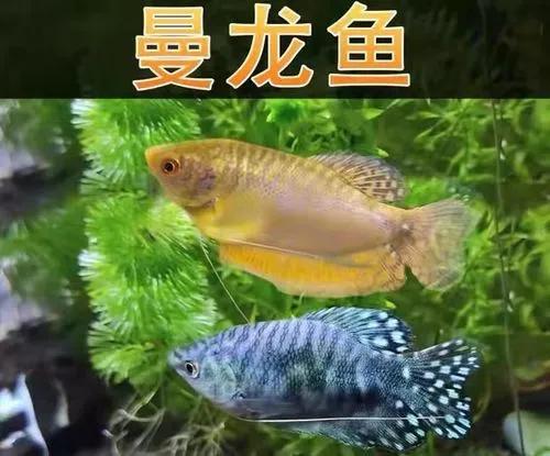 魔鬼刀鱼适合新手养吗,特别适合新手养的鱼