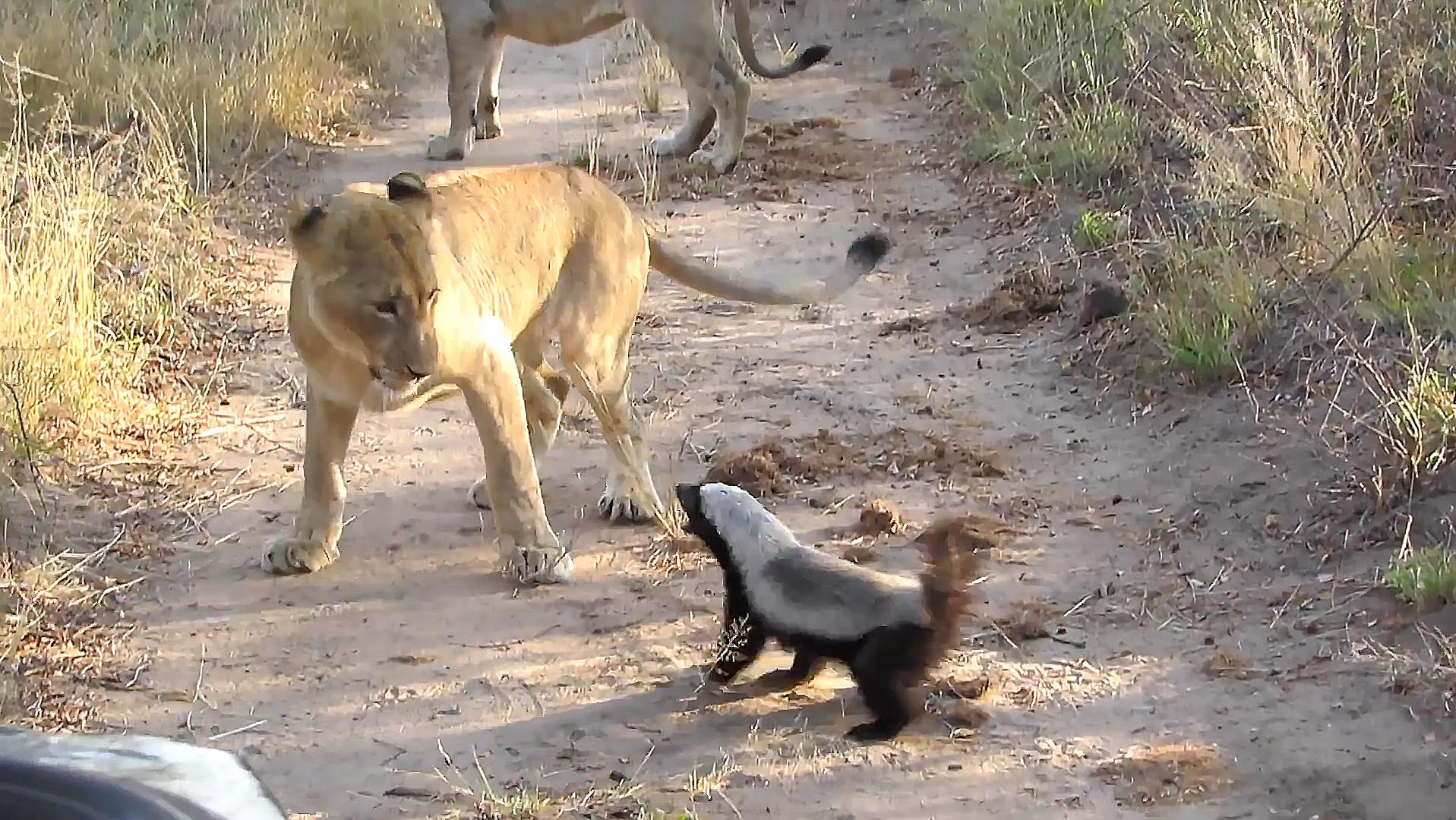 动物界的“地头蛇”，和“非洲一哥”蜜獾有一拼，它究竟是谁？