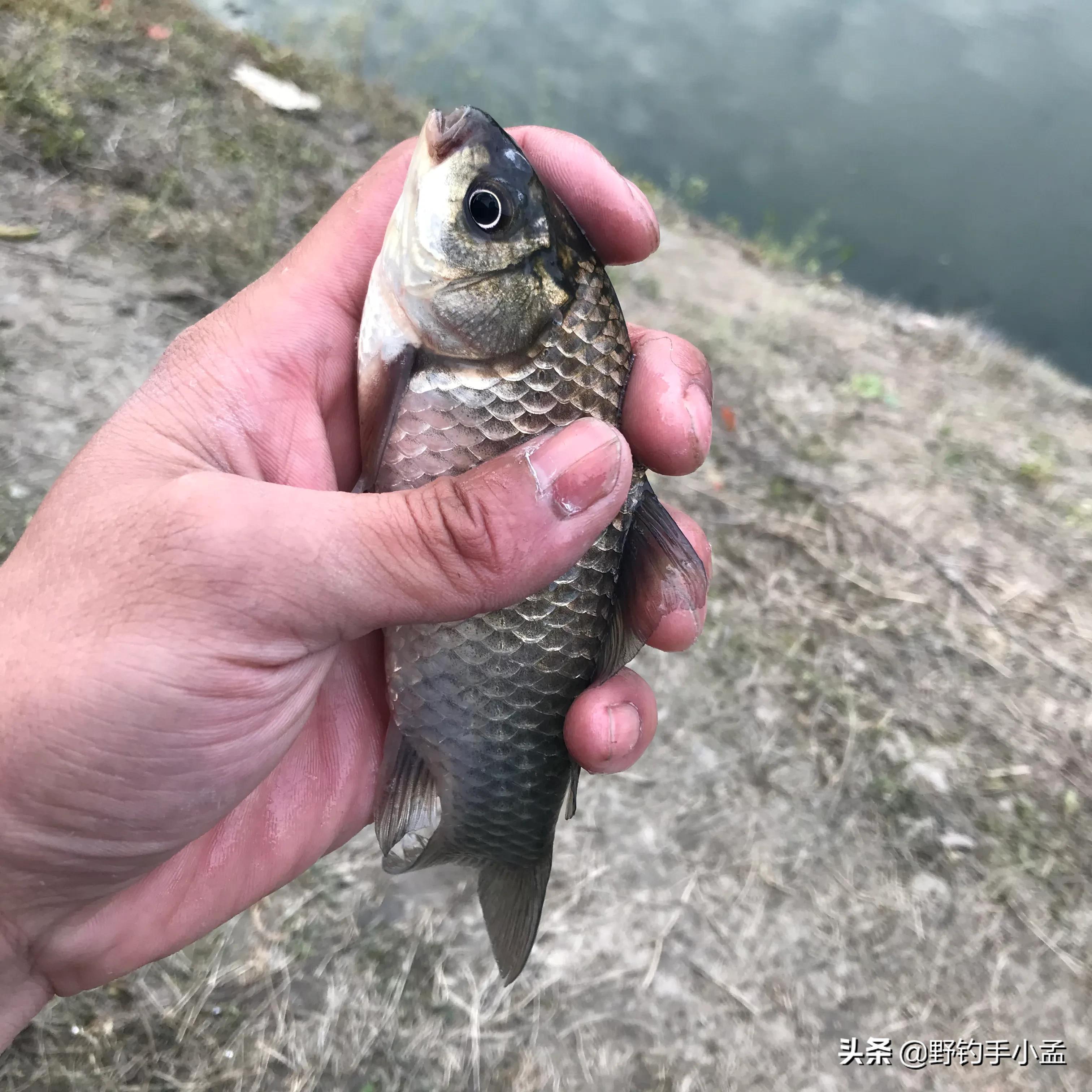 蚯蚓钓鱼正确挂法视频,蚯蚓缠绕挂钩法能活多久