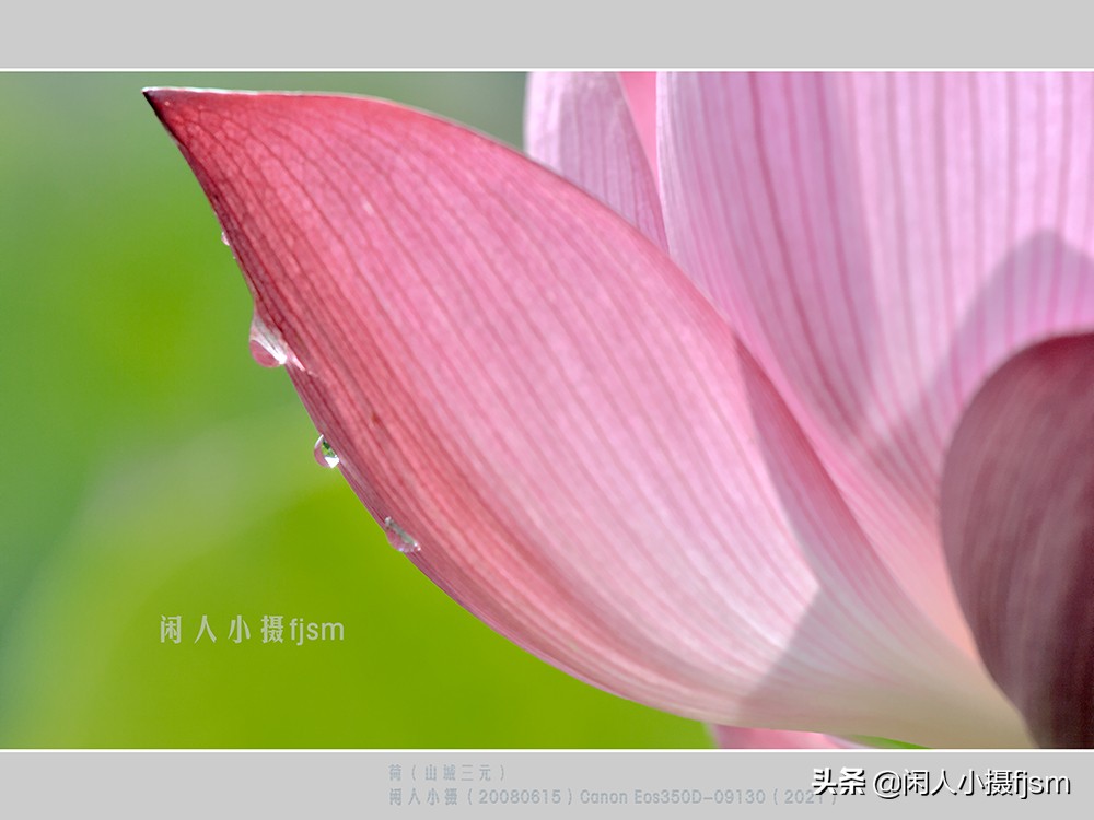 把荷花拍高级的摄影技巧,摄影荷花的拍摄技巧