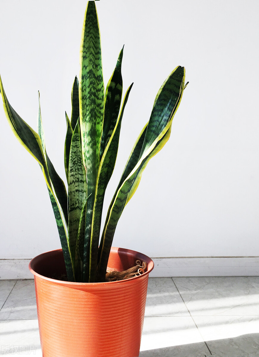 家里养哪五种花大气,家养哪四种花寓意好