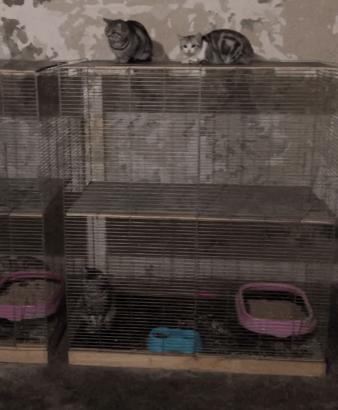 后院猫有多厉害,后院猫和病猫有什么区别