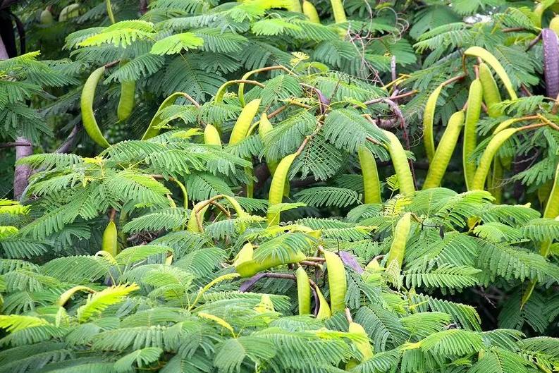 古代人洗发用的皂角是什么,古代人用什么洗发养发