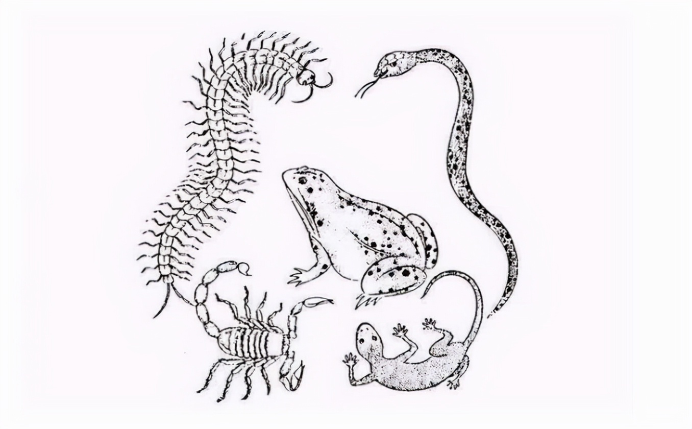 蛊是什么时候存在的,蛊到底是什么