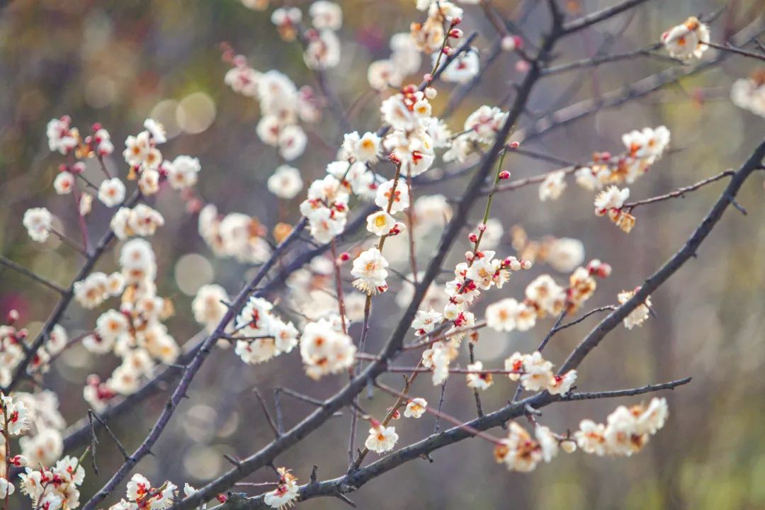 天蒙山门票团购,天蒙山花海节