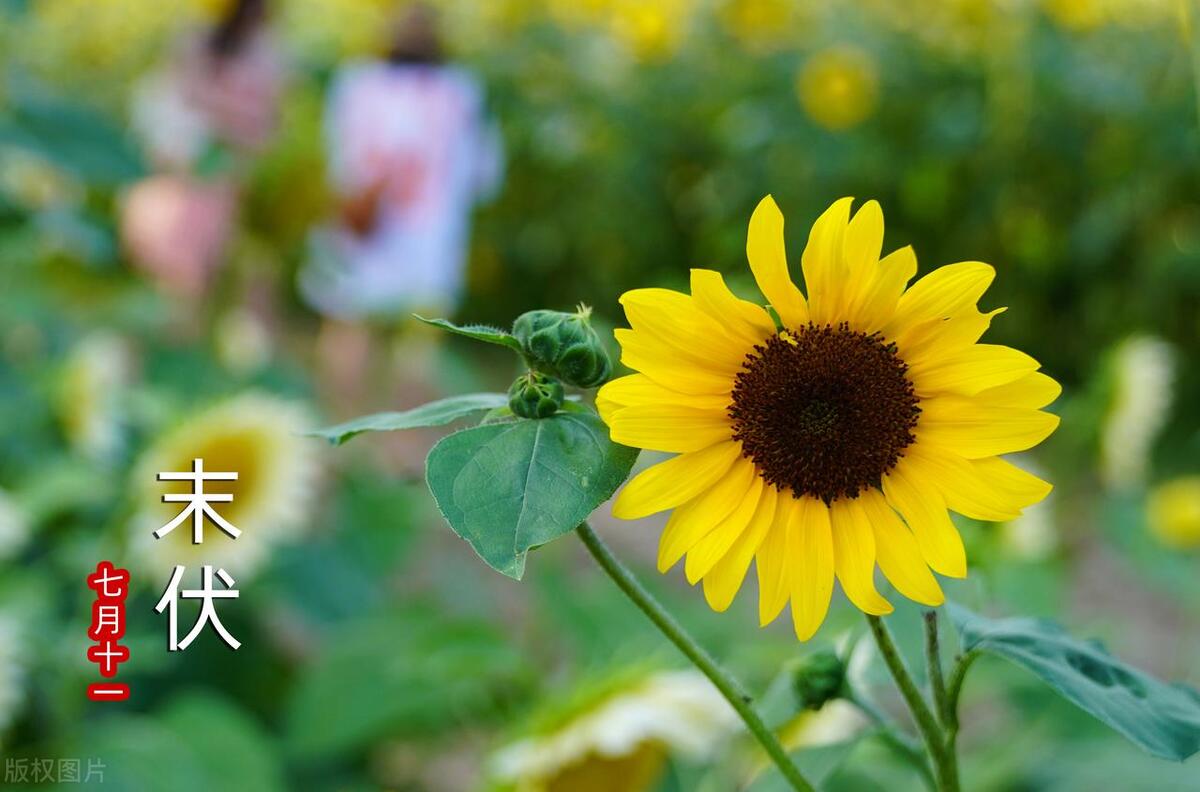 2020年三伏时间,2020年的三伏天是几号到几号呀