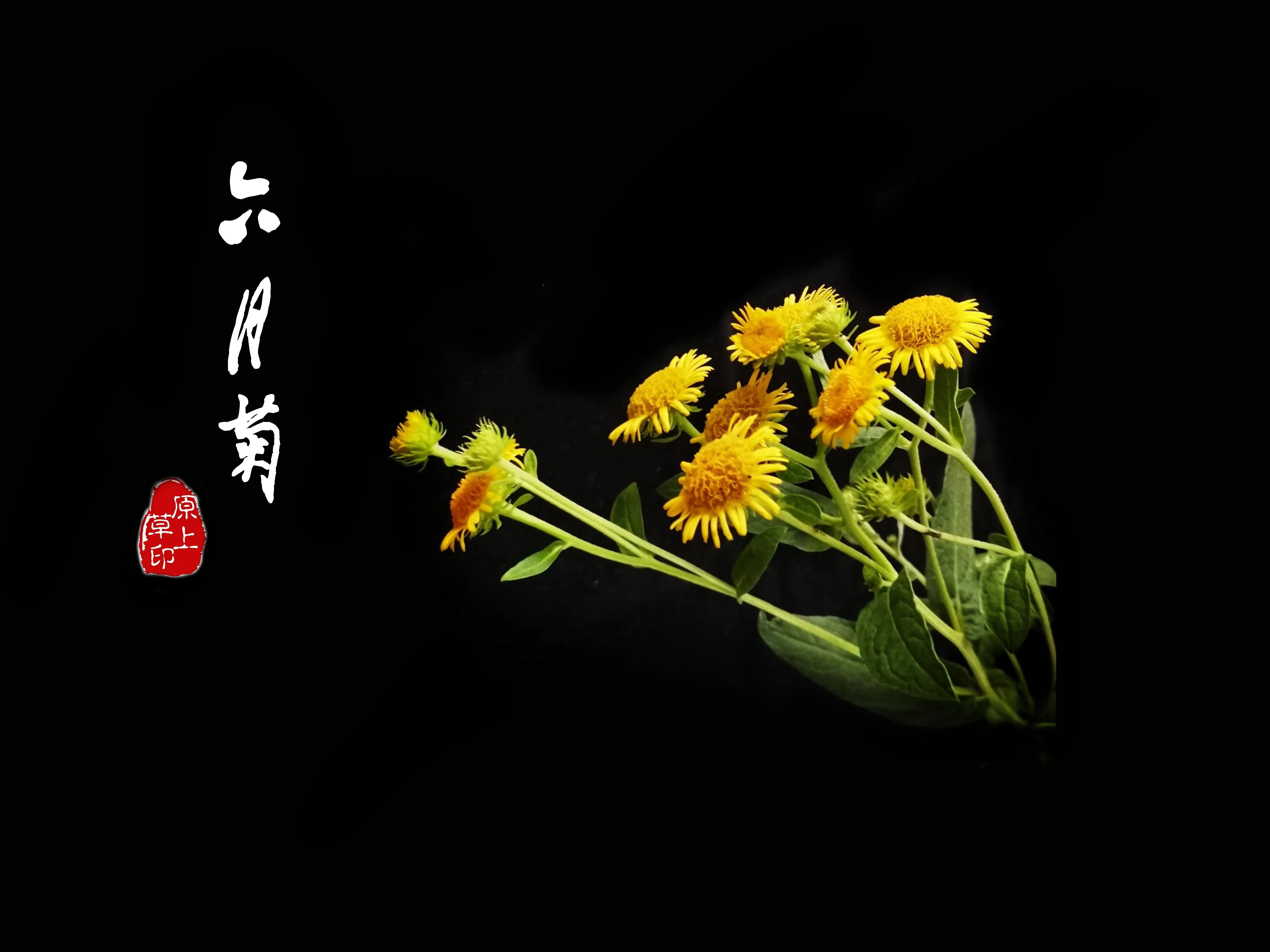 百花酿诗韵芬芳留人间（一）