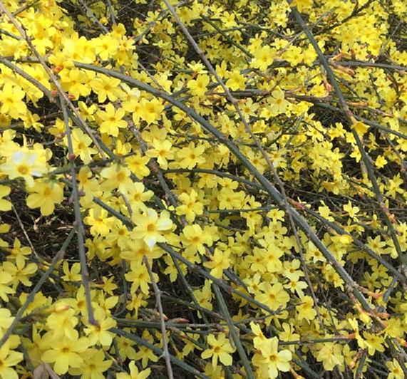 迎春花歌曲,迎春花是什么颜色的