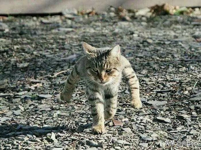 哈哈哈，这个神经手办又双叒更新了，笑惨我了