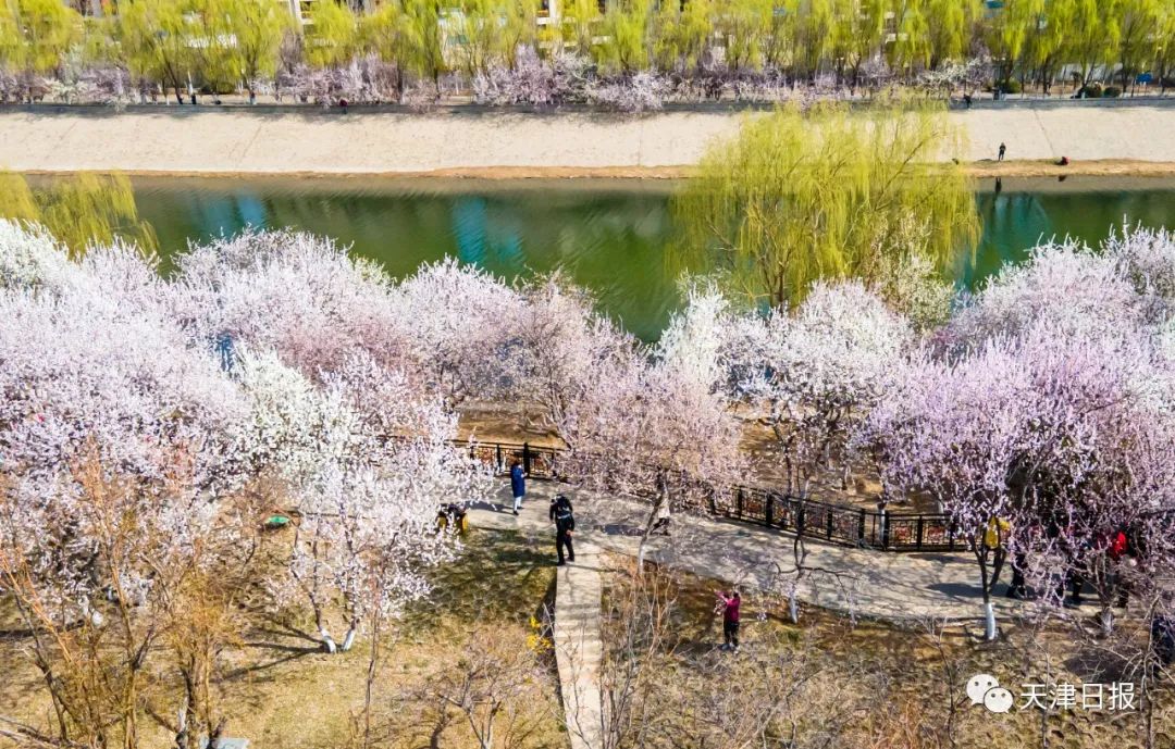今年天津的桃花堤的桃花节是几号,天津桃花节旅游线路推介