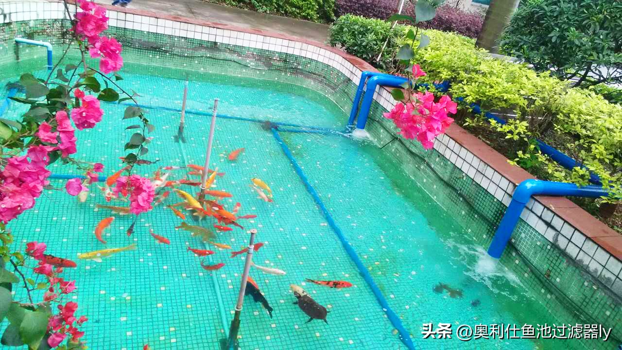 锦鲤鱼缸不喂食可以多久不换水,锦鲤入池三天喂食换水正常吗