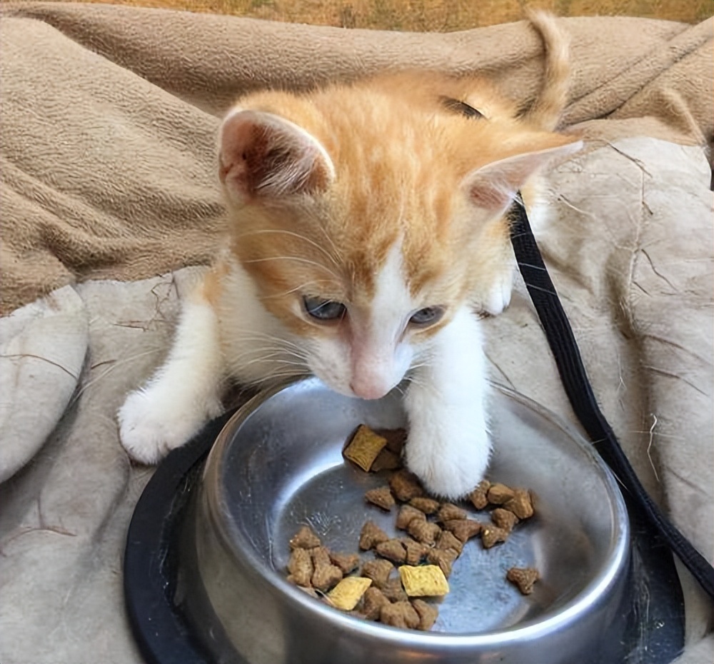 低智商猫的十大特征,高智商的猫都有哪些表现