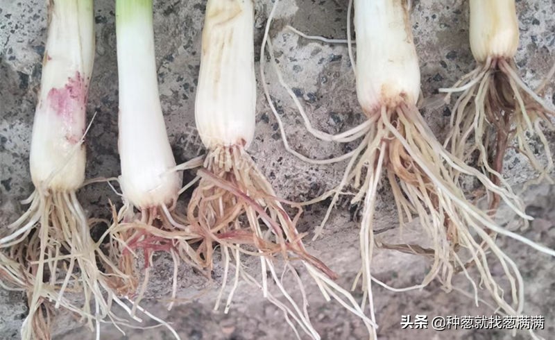 葱叶发黄枯萎什么原因怎么用药,葱叶发黄枯萎什么原因