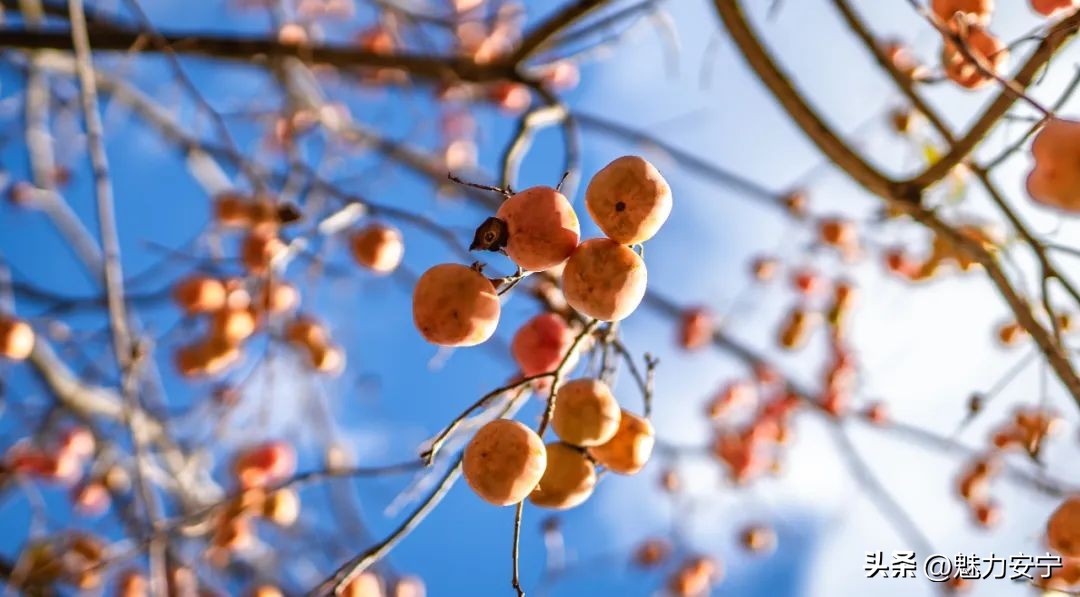 您有一份来自温泉的“柿柿如意”，请注意查收！