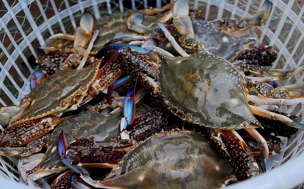 假期吃蟹,八月吃什么蟹最好