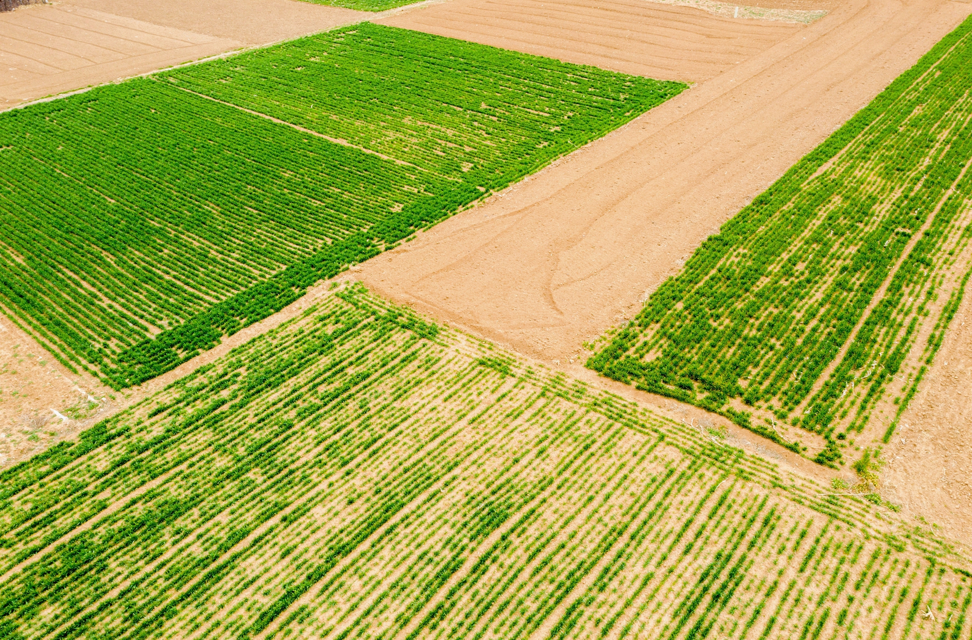 “云”上摄影展丨《徐村*光春**美人勤春来早》