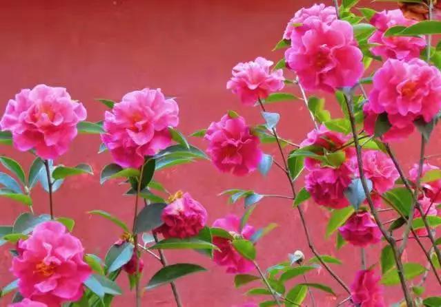 这个季节去哪里玩最合适昆明周边,昆明周边过年旅游推荐