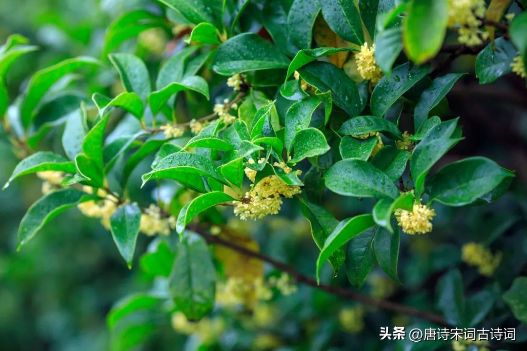 桂花香，不负秋光