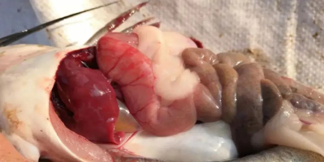 春季鱼瘟怎么处理,开春鱼瘟怎么预防效果好