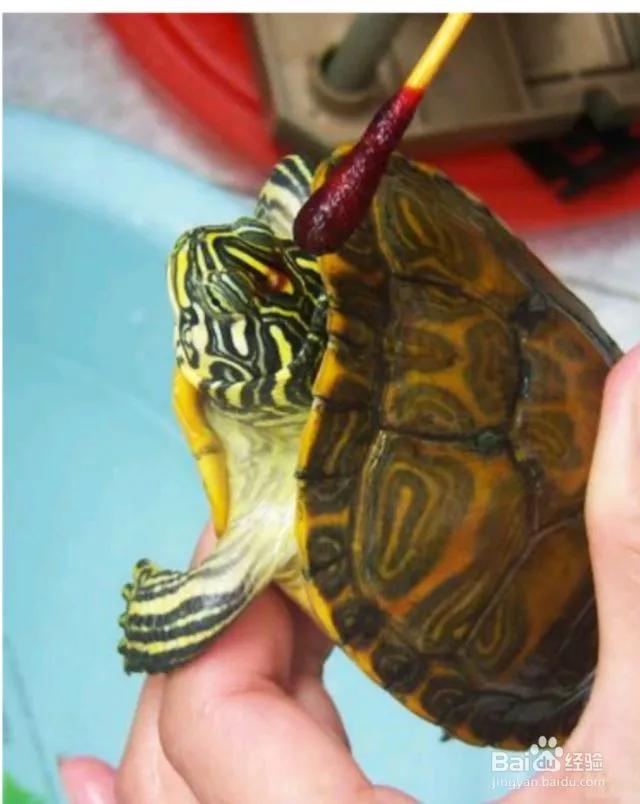 乌龟腐皮干养的正确方法,乌龟脖子腐皮怎么治最快