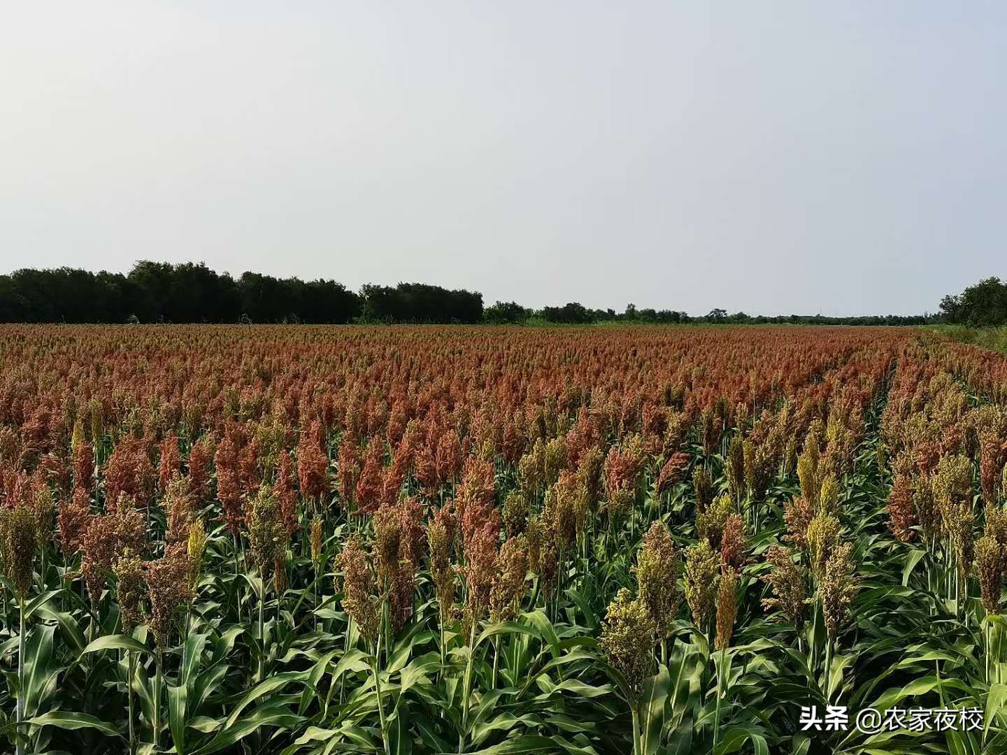 庄稼怎么防鸟,庄稼怎么防喜鹊