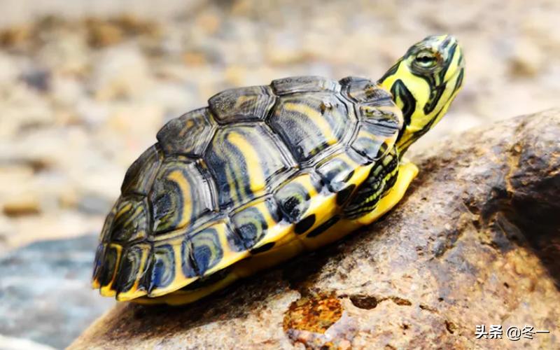 新手养龟的基本知识,入门养龟用什么龟缸