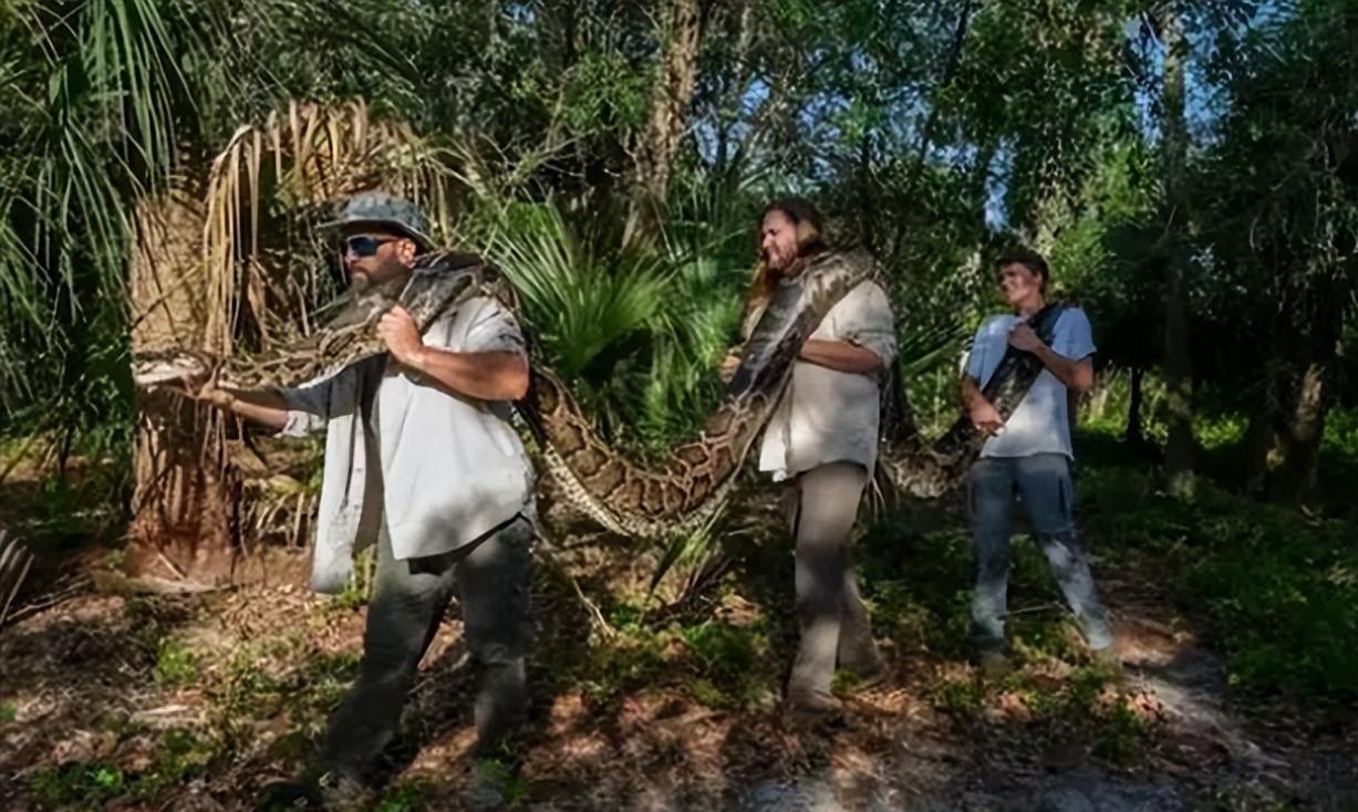 美洲豹捕杀鳄鱼为什么咬背部脖子,美洲豹捕杀鳄鱼压住鳄鱼