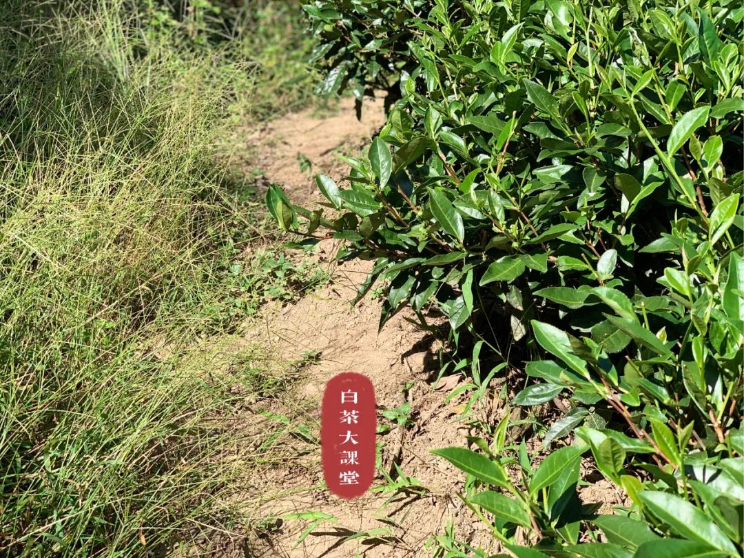 买白茶送的焖烧壶是真的316吗,买白茶送1500焖烧壶