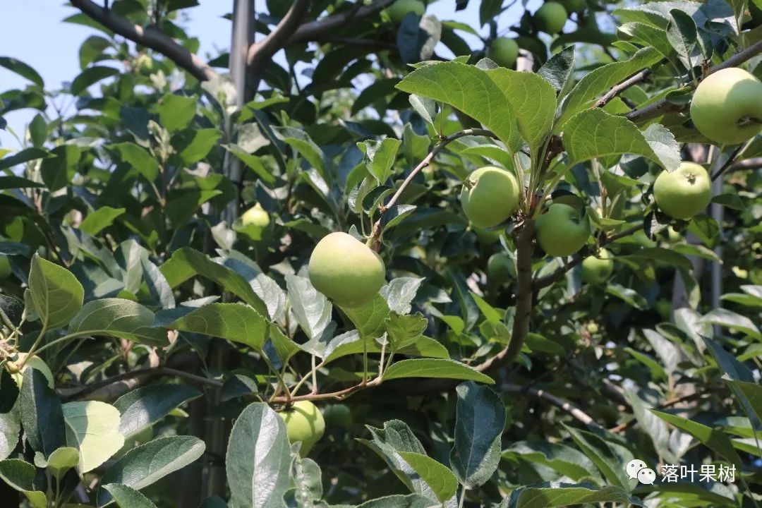 果树快速生长调节剂,植物生长调节剂果树专用
