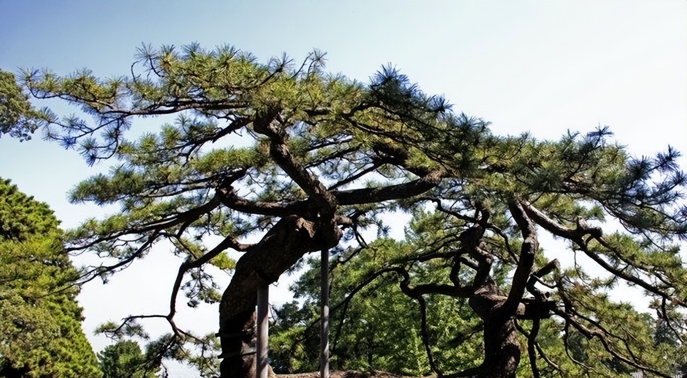 高高的紫云山,我们的青春故事曾在这里演绎