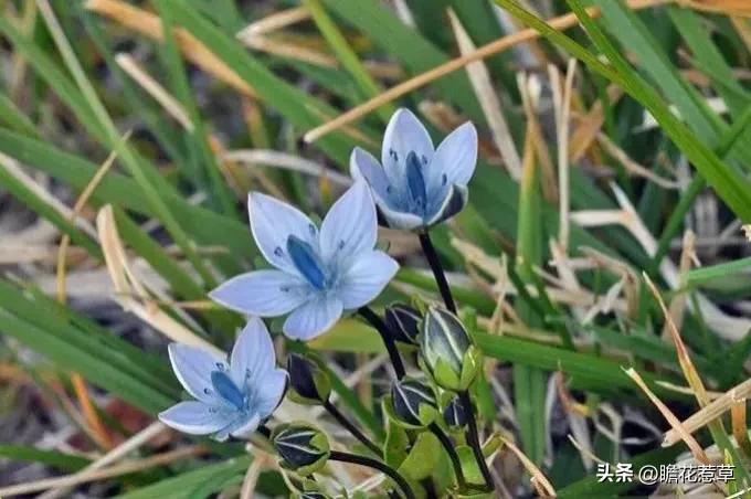 美得令人惊艳的花,世上最美的十种花样子