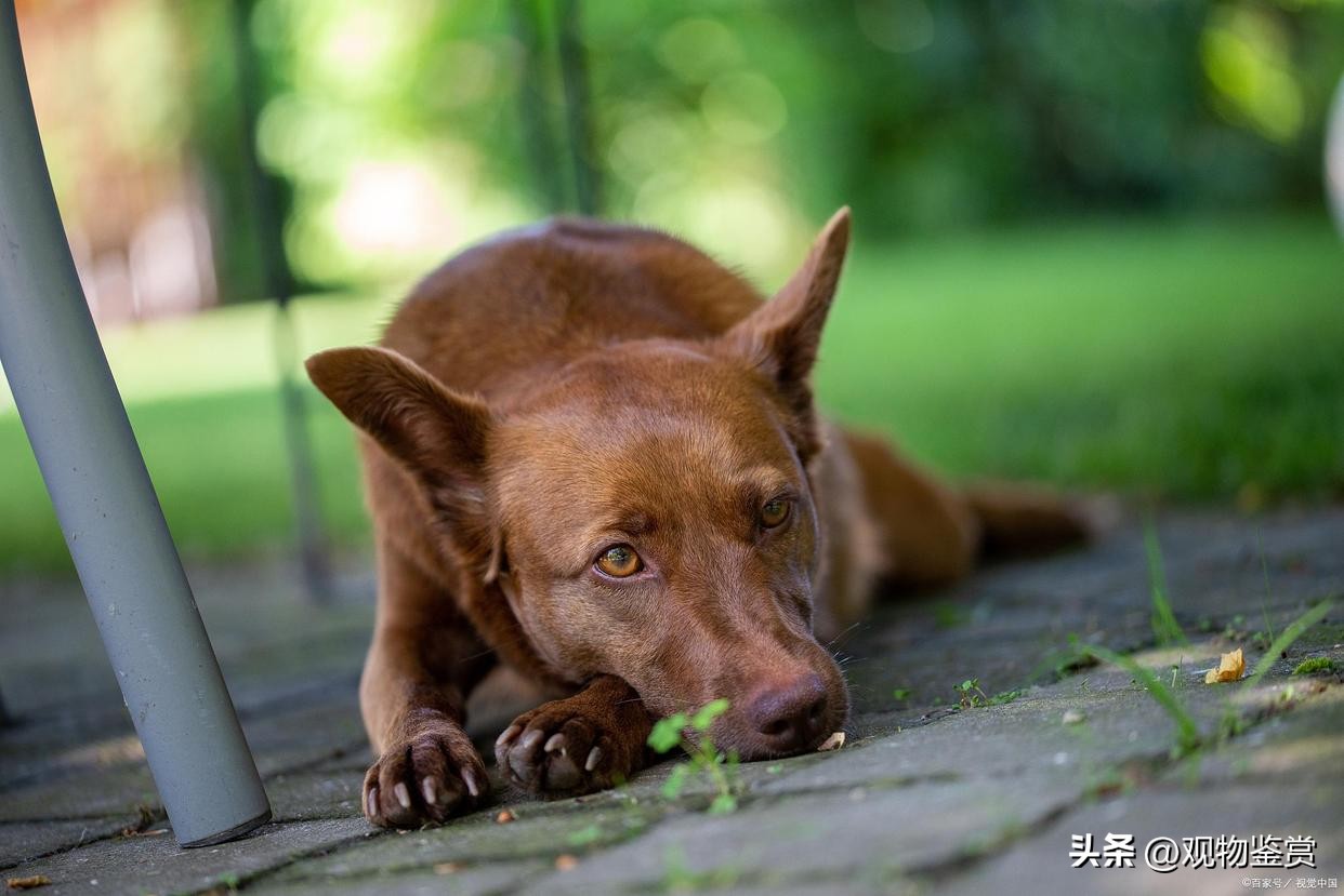 狗狗吃便便会出什么问题,狗狗会吃垃圾怎么办