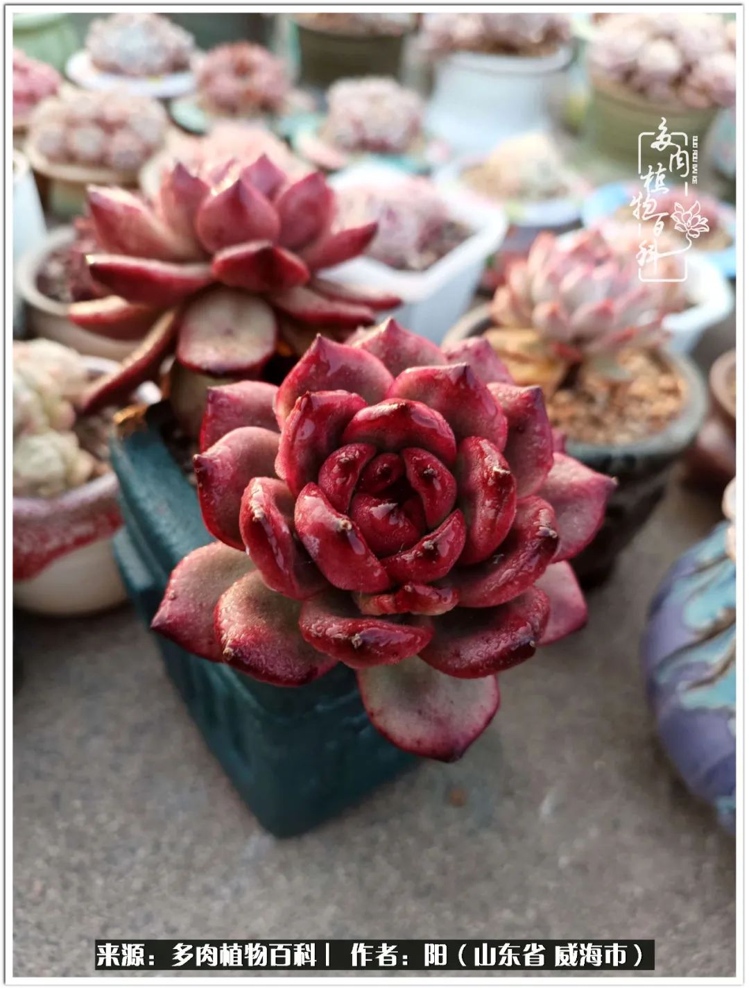 浜洪棿鐑熺伀鑷湁涓囧崈棰滆壊,浜洪棿鐑熺伀鐨嗘槸骞冲嚒棰滆壊