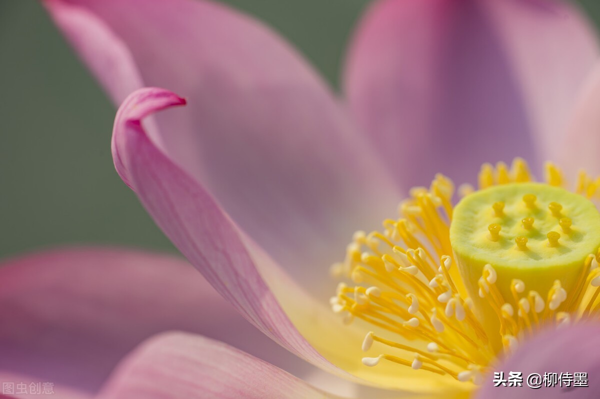 荷花摄影技巧和方法,荷花怎么拍出高级感的照片