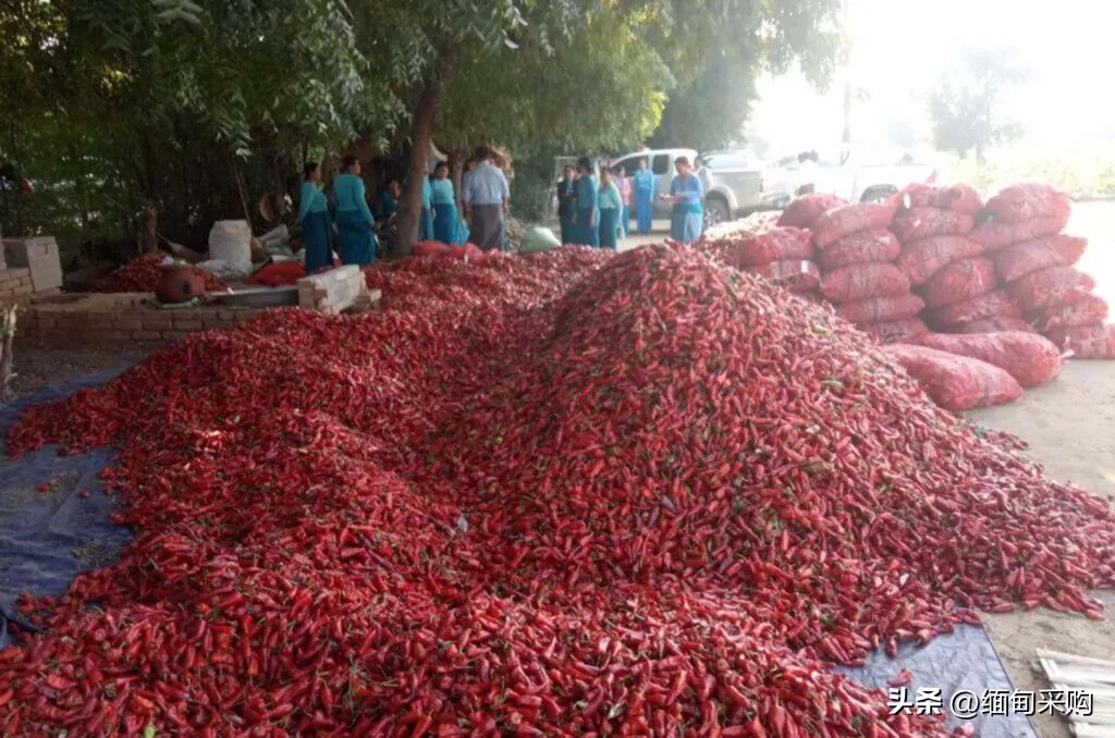 缅甸国际贸易最新政策 (缅甸贸易司最新新闻)