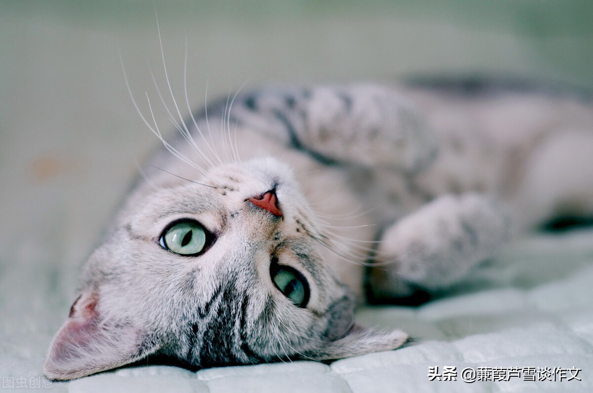 从两篇《猫》谈起——阿宝老师的“作文经”（一四五）