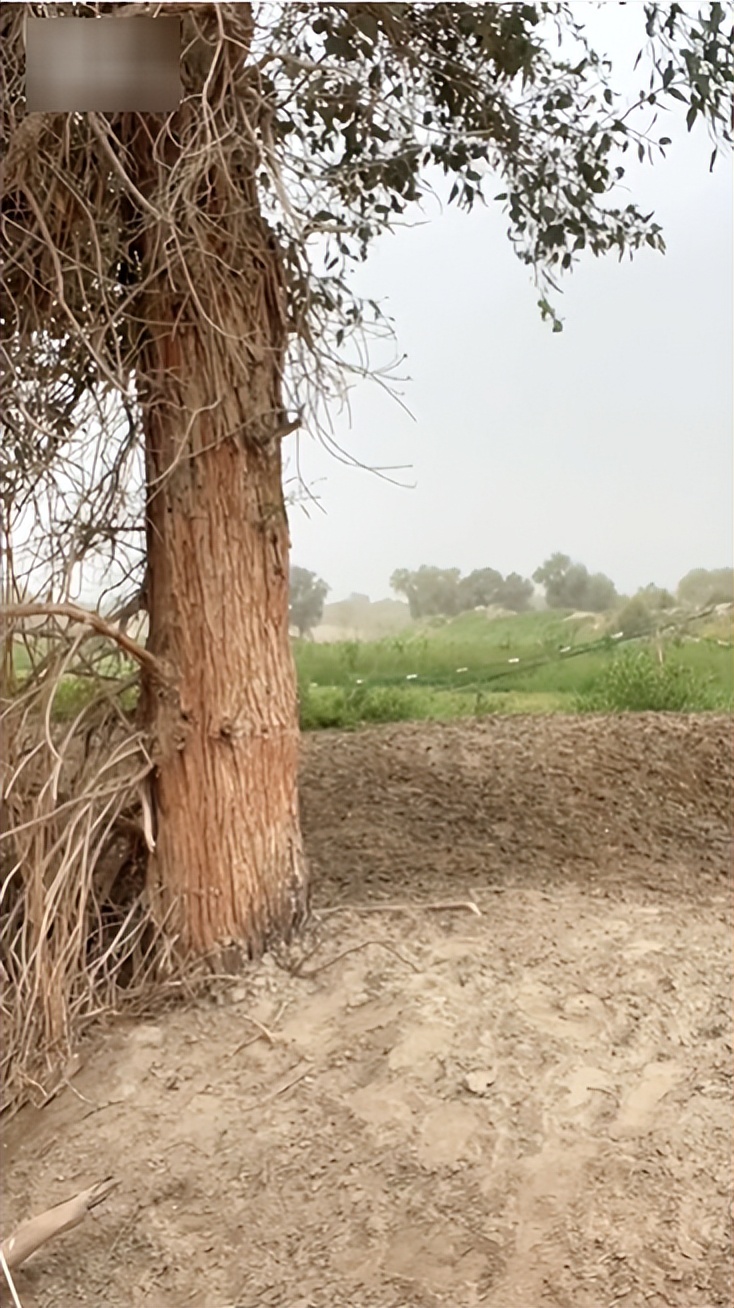 *放播**量超5500万，7天涨粉200万！*疆新**牧羊女孩如何强势出圈？