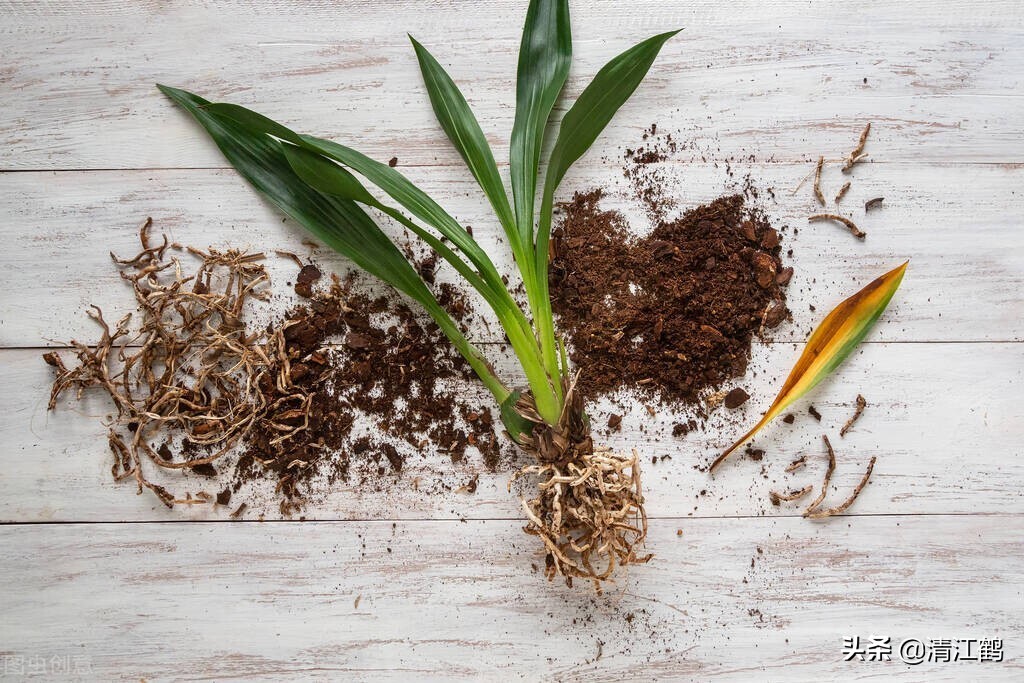 哈茨木霉菌和什么复配好,哈茨木霉菌和哪种有机肥搭配好