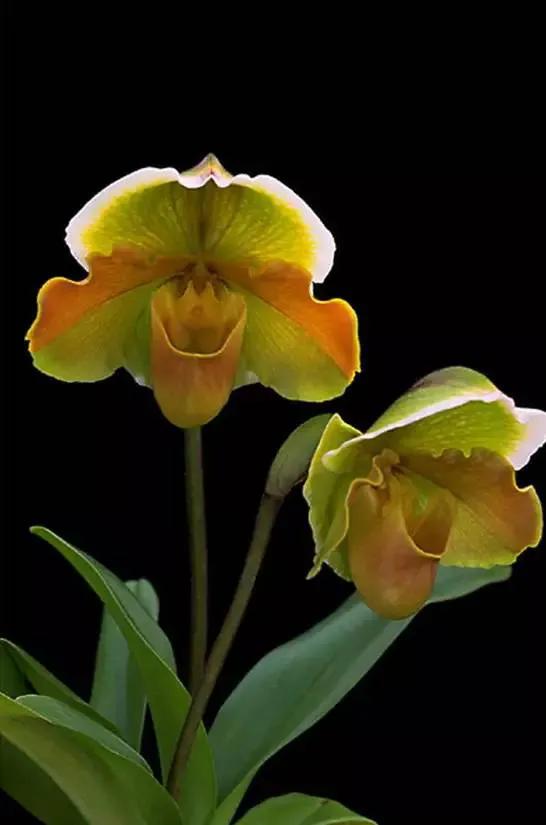 十种最有名的兰花图片,最美的100种兰花图片