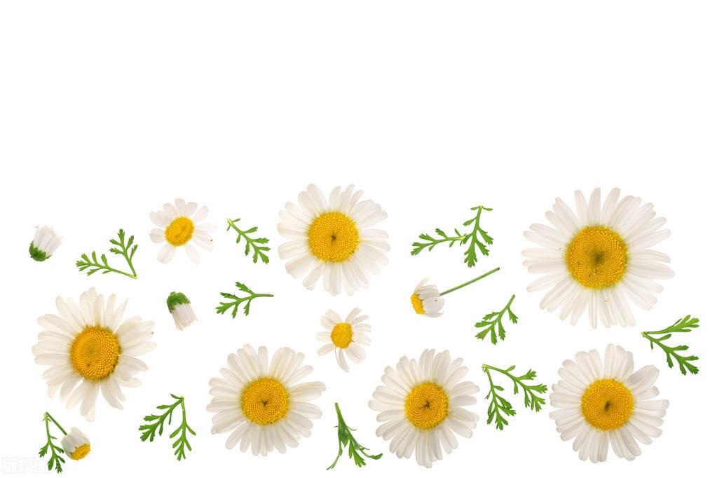 适合暗恋表白送的花,象征暗恋的花有哪些