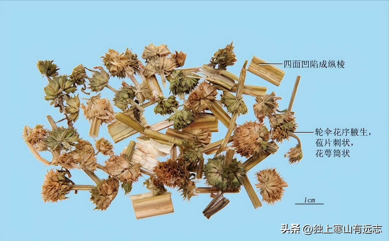 益母草不仅是治痛经闭经的妇科要药，更能利尿消肿、清热解毒