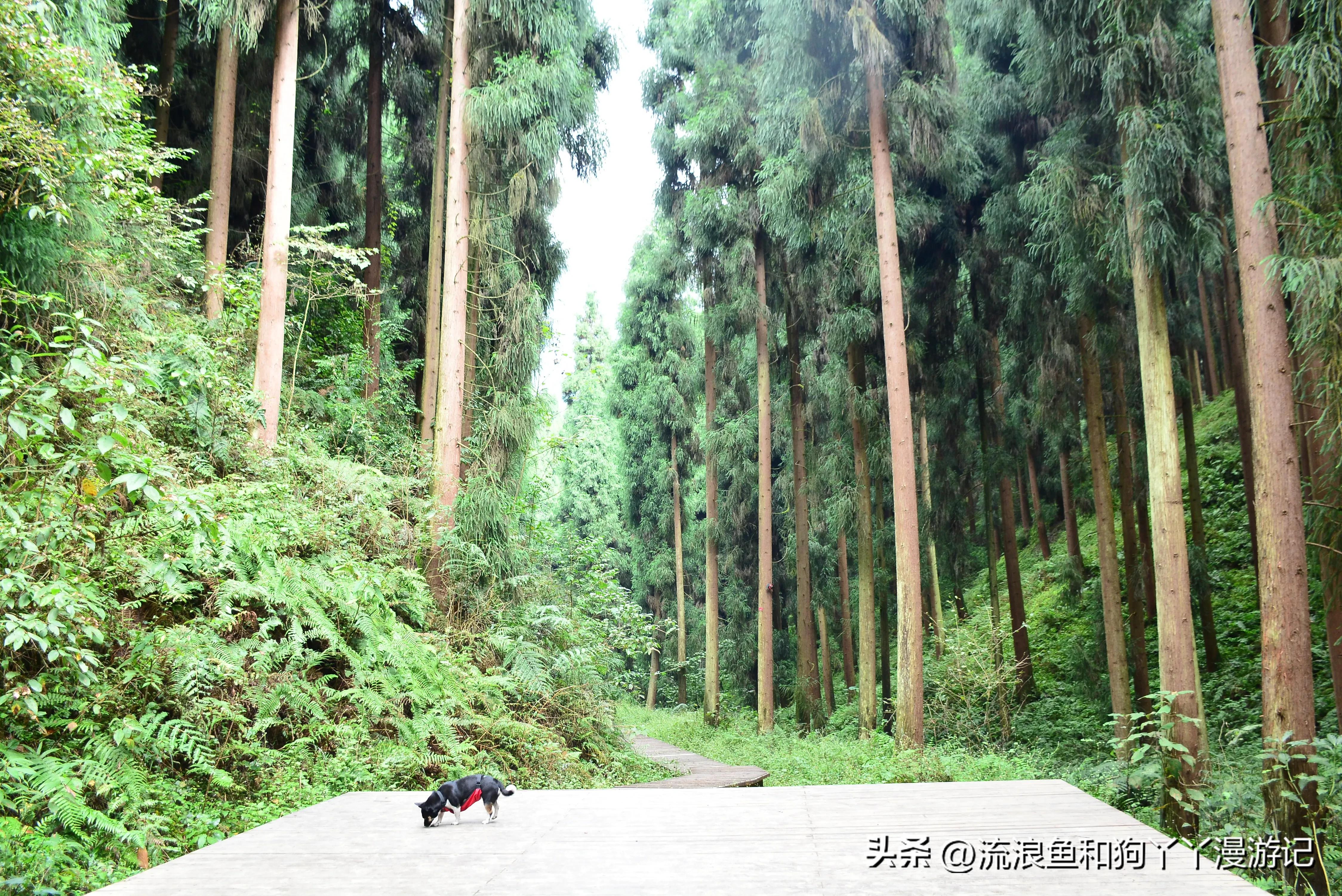 四月份成都近郊一日游好去处,2022成都近郊看雪一日游最佳去处