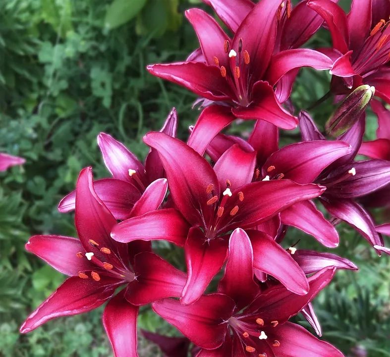 百合种类名称及图片及花语,可以入药的百合品种