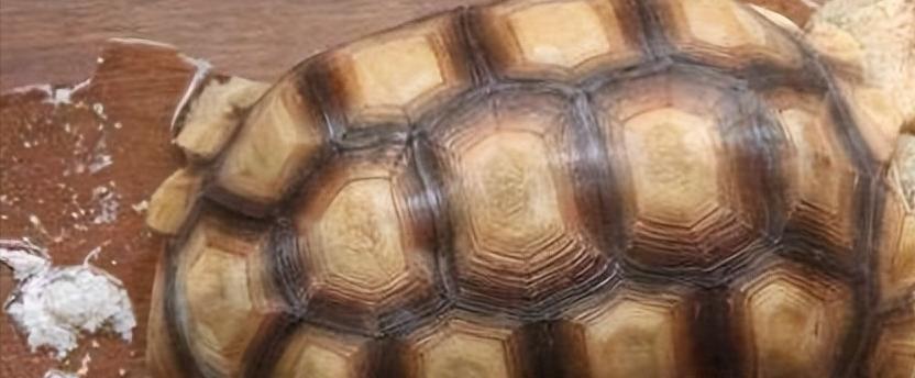 奇妙的陆龟,奇妙的小陆龟