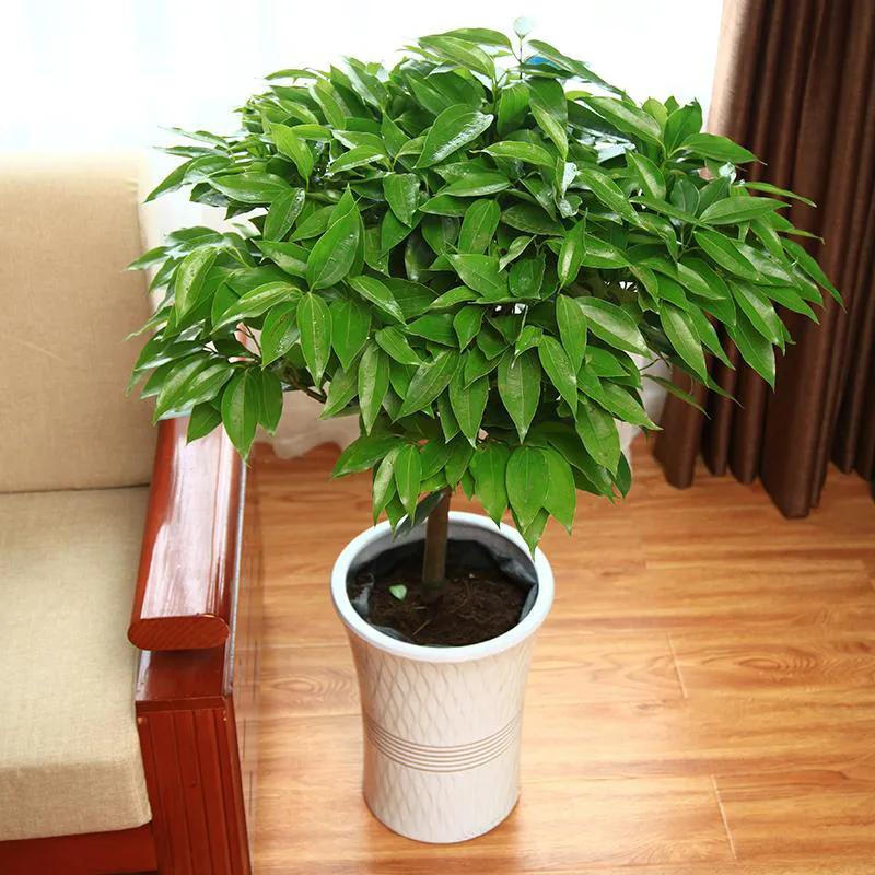 适合家里的高端绿植有哪些,最适合家里的绿植