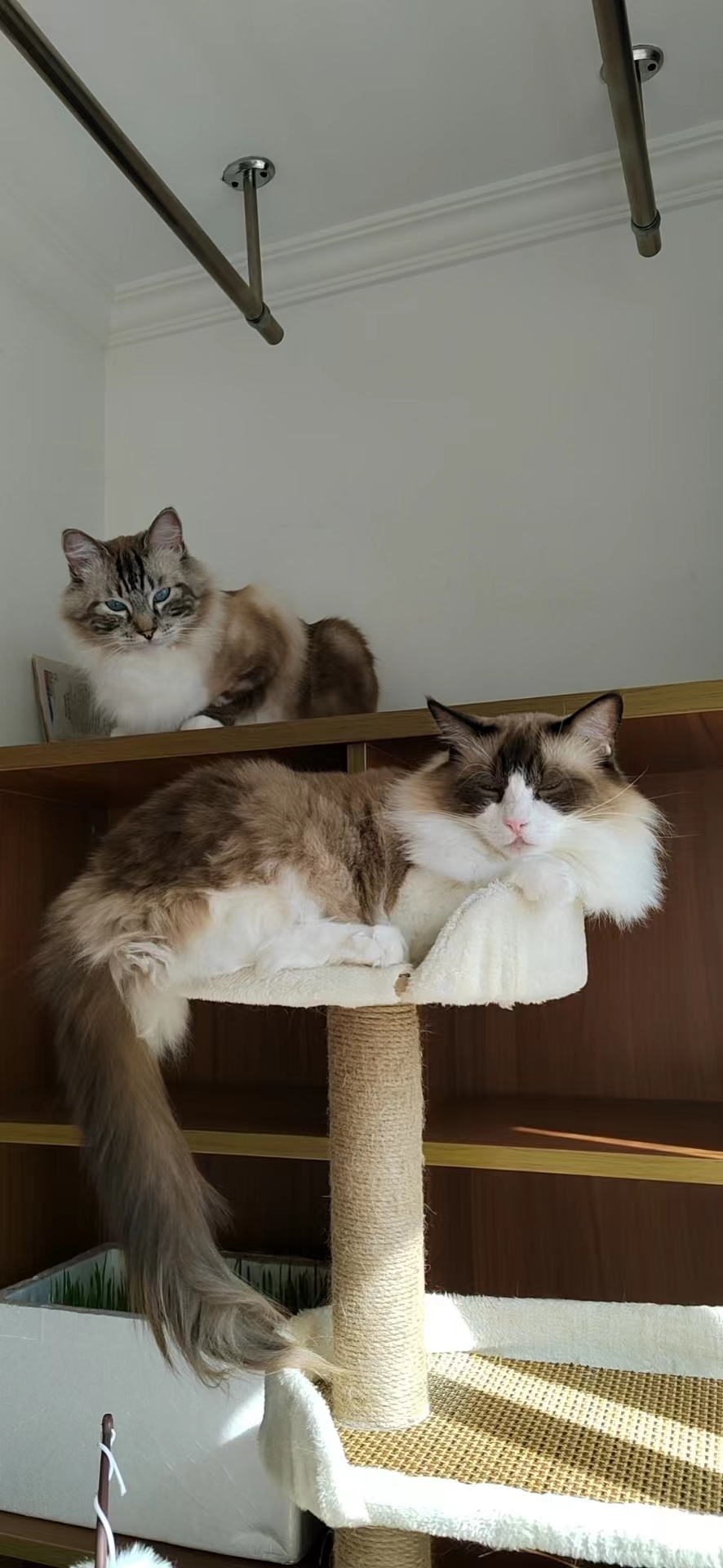 猫咪的陪伴作文,猫咪的陪伴感悟