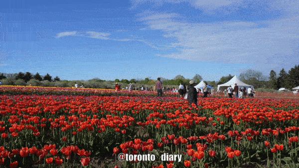 邂逅五彩斑斓的油菜花田,郁金香花田旅游攻略
