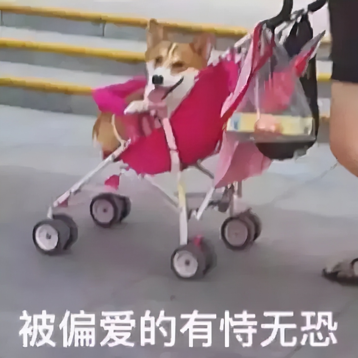 吃了驱虫药之后却没有拉虫子出来,吃了驱虫药没有任何反应