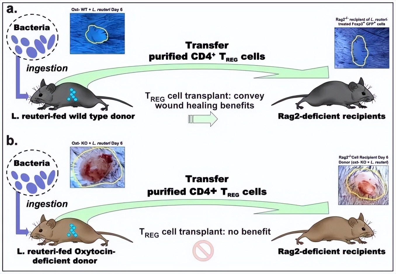 罗伊氏乳杆菌讲解,认识法国的益生菌